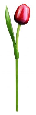 Tulp Op Steel 820 Souvenir 34cm Kl.0409 (Rood/Wit)