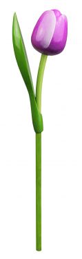 Tulp Op Steel 820 Souvenir 34cm Kl.2209 (Paars/Wit)